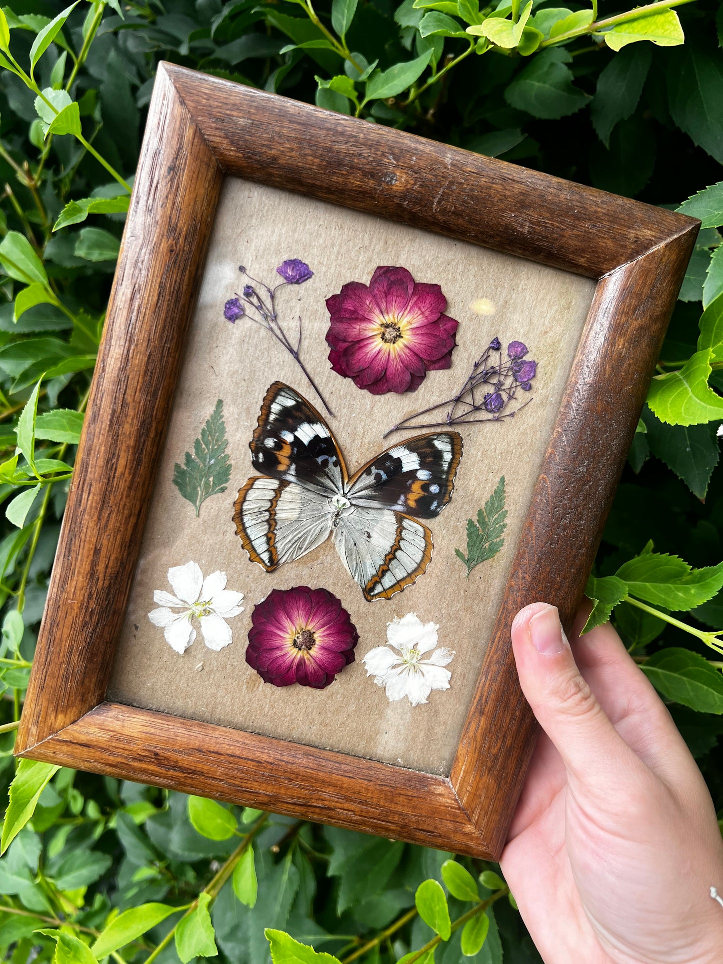 Framed butterfly entomology art