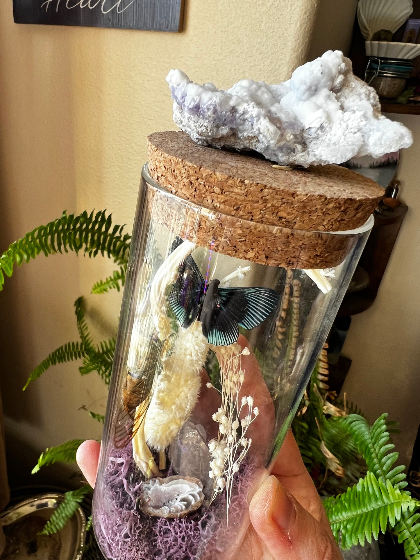 Insect Butterfly Cicada Crystal Curiosity Jar