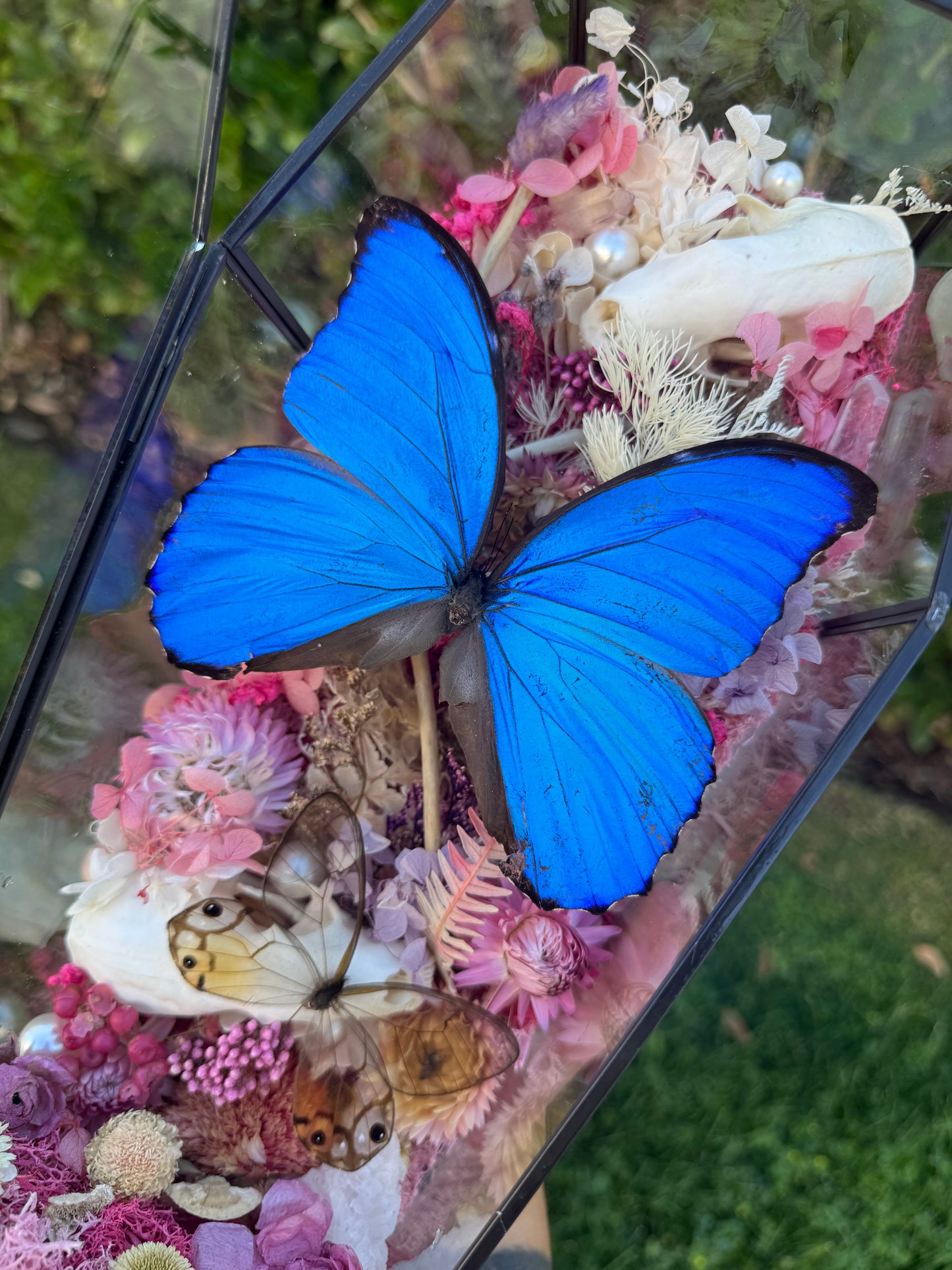 Arabella Morpho Butterfly Skunk Marten Skull Coffin Glass Terrarium Gothic Oddities Taxidermy Artwork