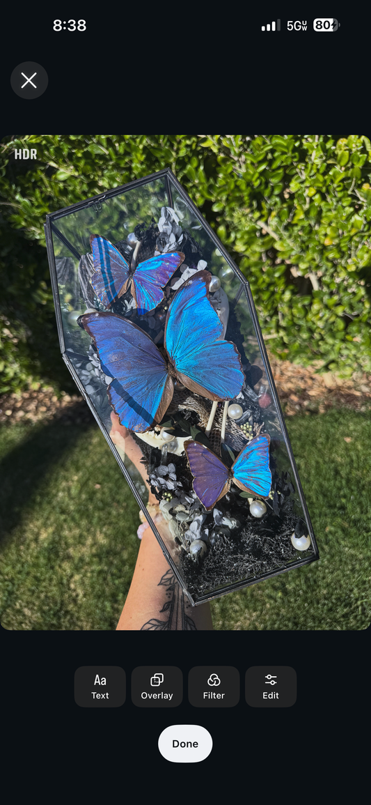 Stella Morpho Butterfly Coffin Glass Terrarium Gothic Oddities Taxidermy Artwork