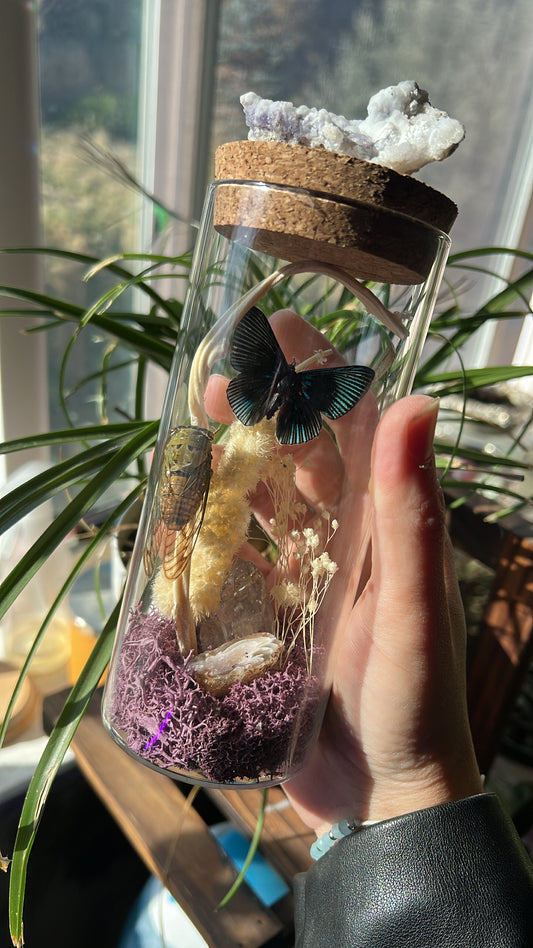 Insect Butterfly Cicada Crystal Curiosity Jar