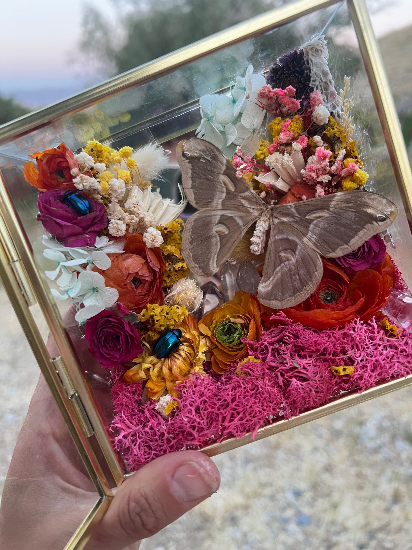“Flo” Butterfly Moth Beetle Insect Floral Botanical Taxidermy Oddities Shadowbox Artwork