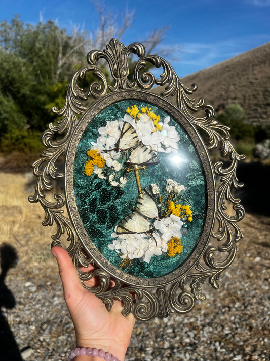 “Wings of Midsummer” Butterfly Insect Vintage Entomology Taxidermy Framed Oddities Artwork