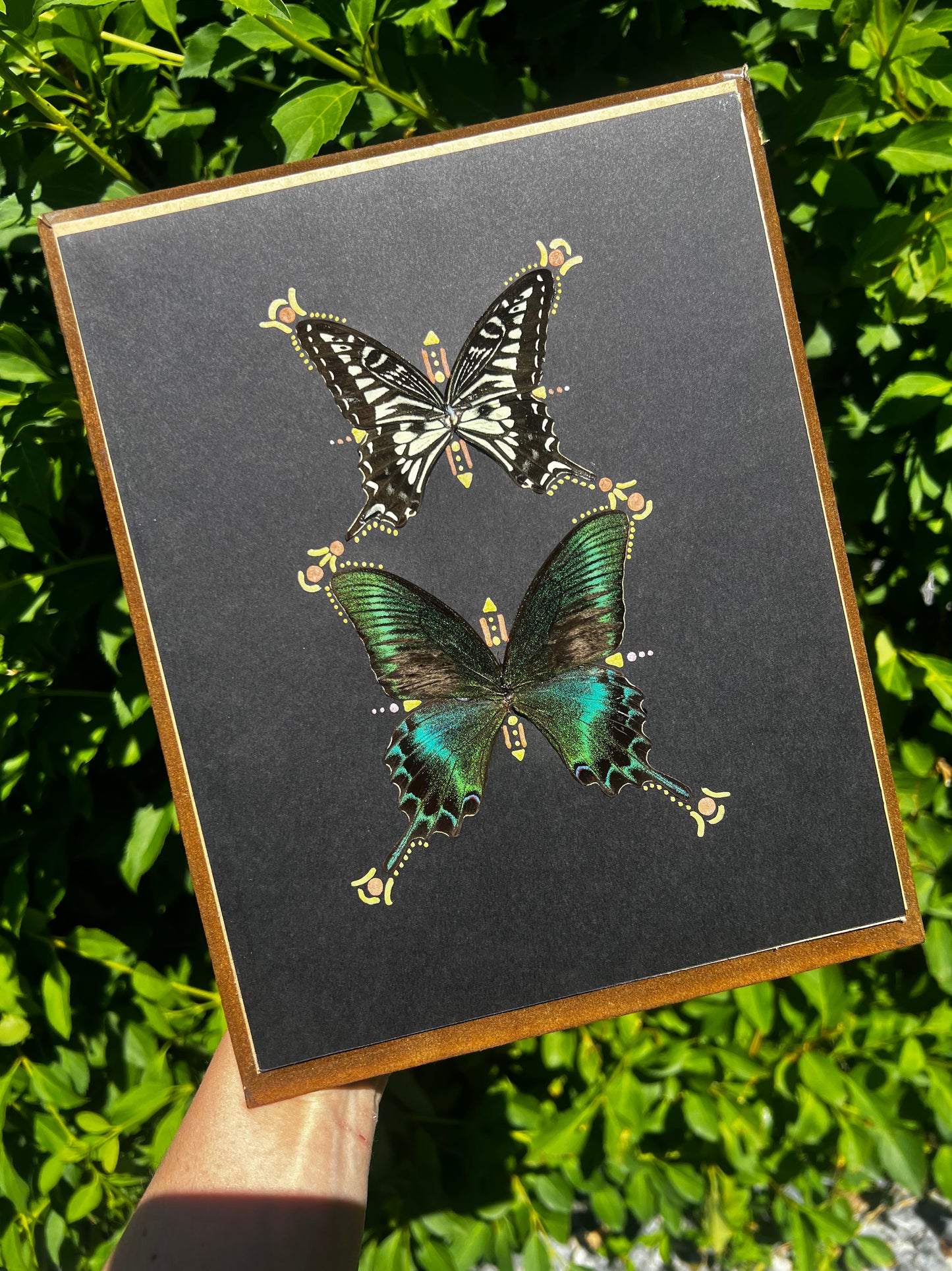 “Yana” Antique framed butterfly wings entomology art