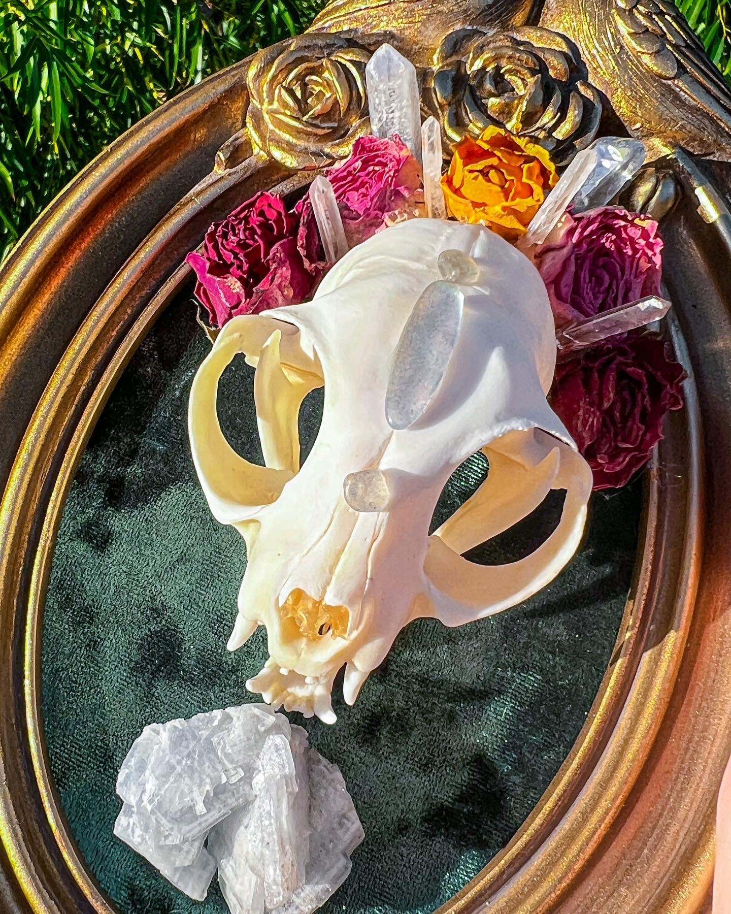 Framed Cat Skull Taxidermy Art