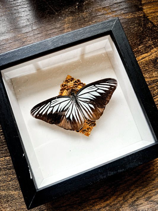 Framed Butterfly Entomology Insect Artwork #4