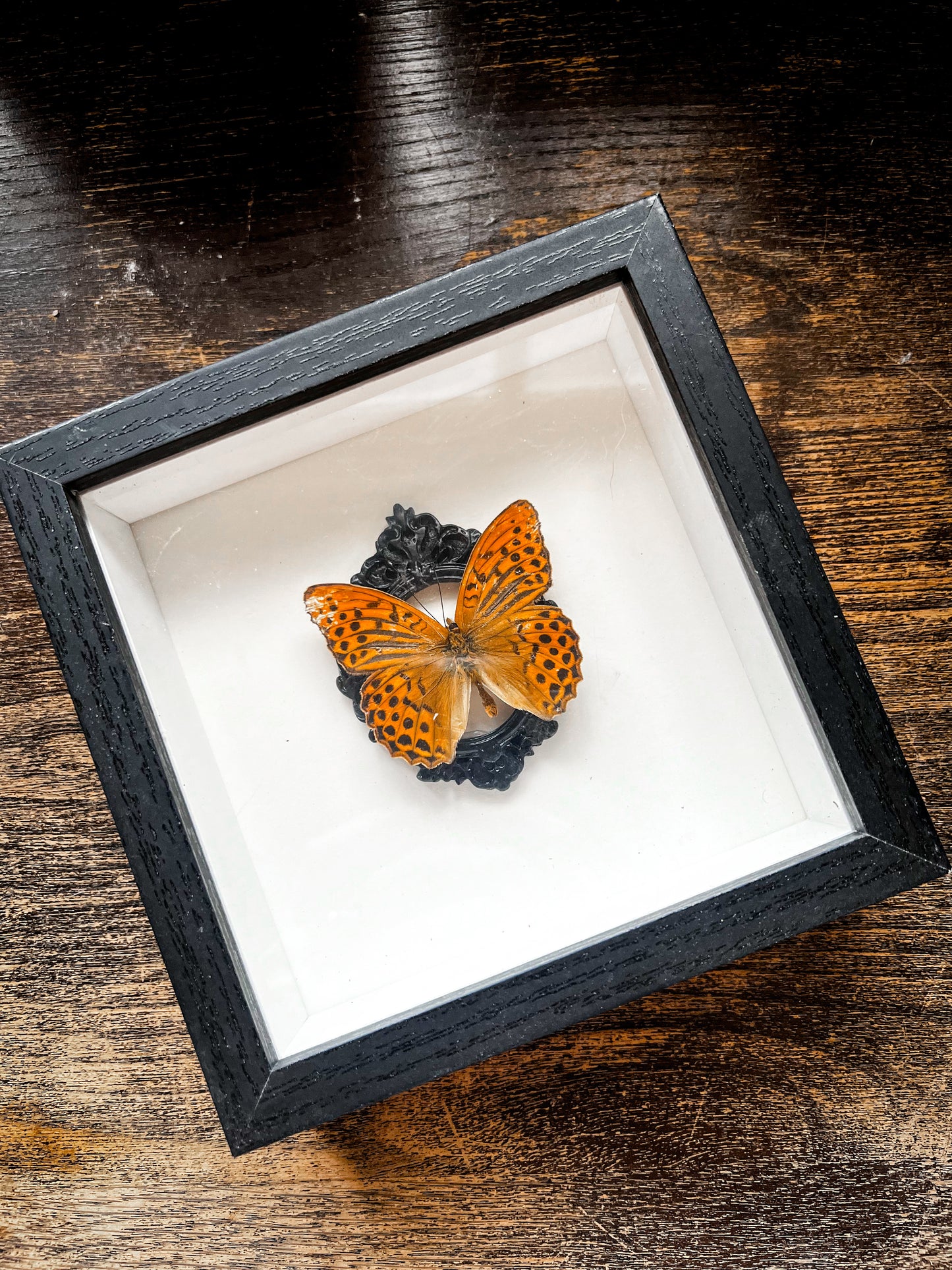 Framed Butterfly Entomology Insect Artwork #1