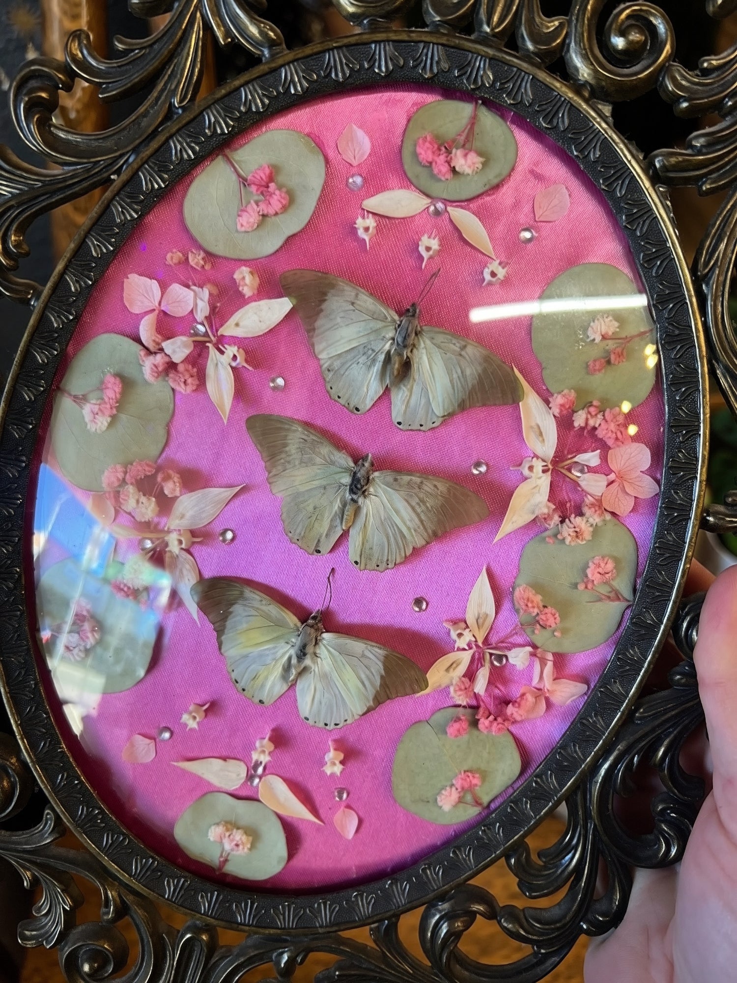 Oddities & Taxidermy