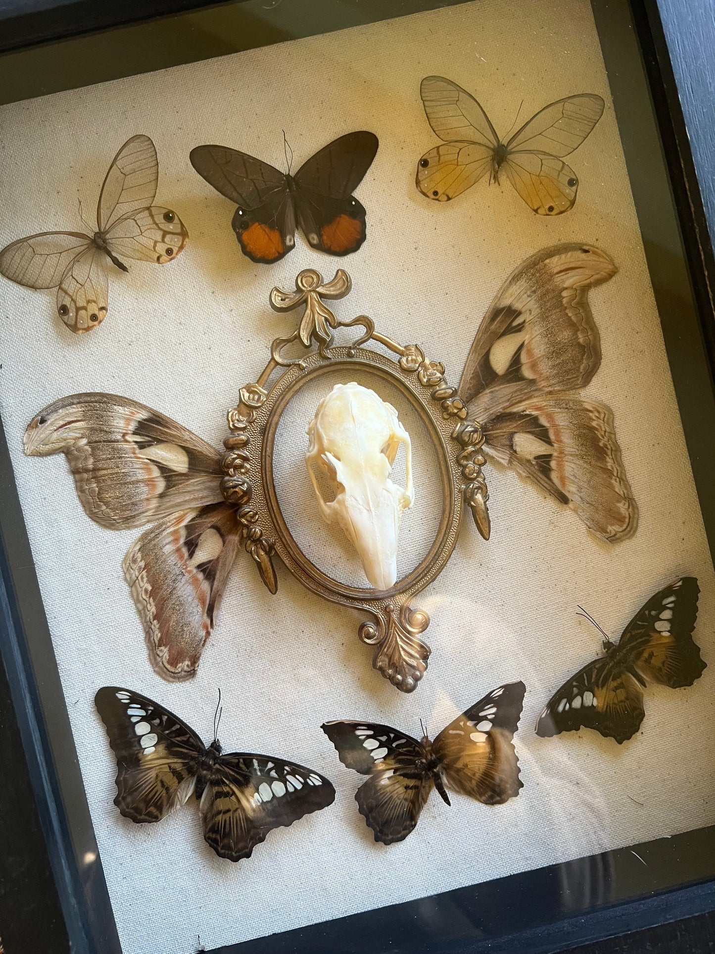 The Ancestral Court Butterfly Moth Rabbit Skull Oddities Taxidermy Shadowbox Framed Artwork