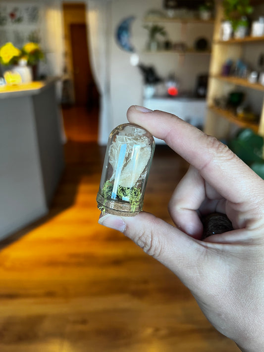 Small Snake Shed Curio Jar with Crystals