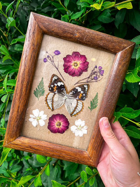 Framed butterfly entomology art