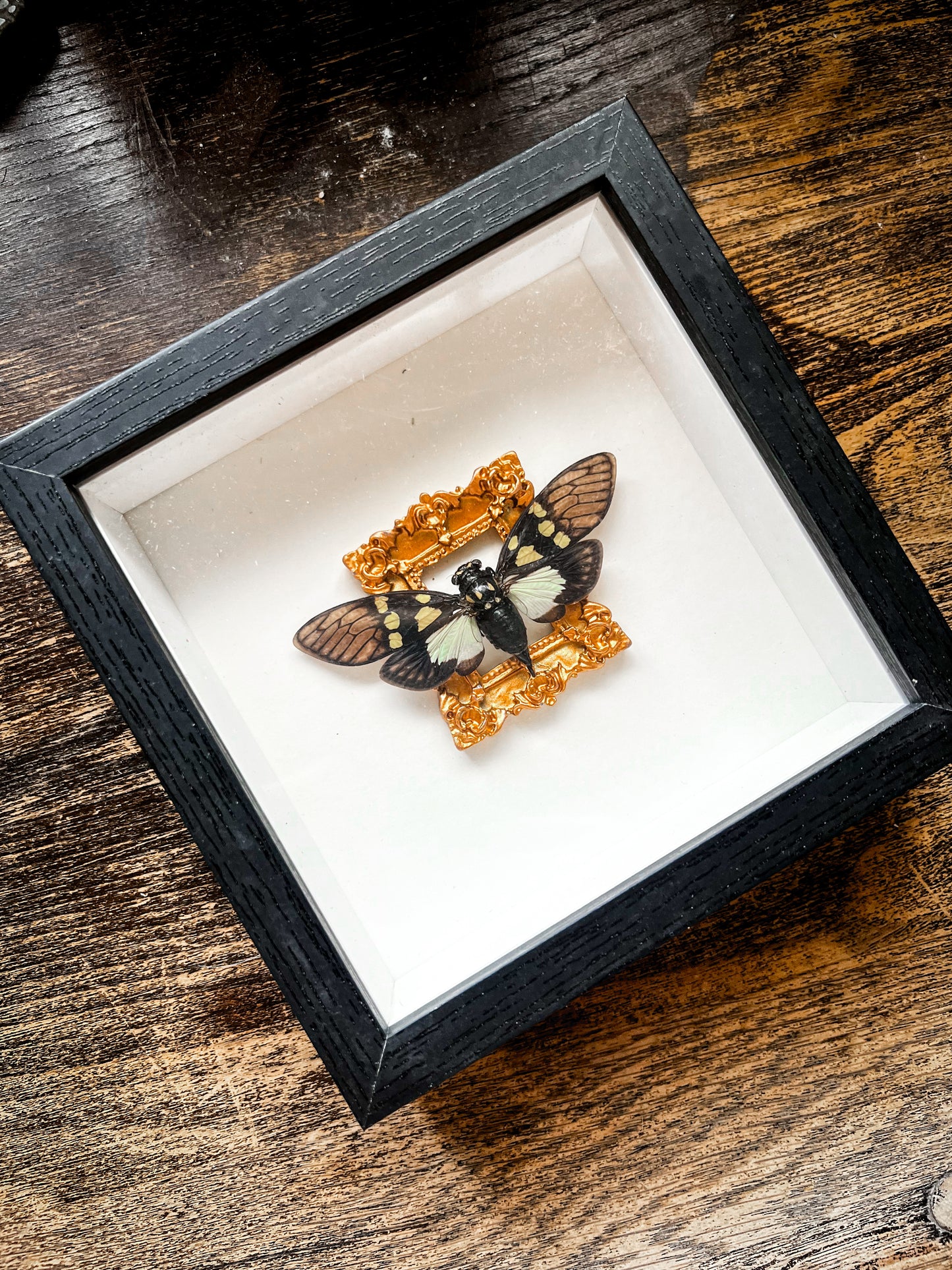 Framed Butterfly Entomology Insect Artwork #6