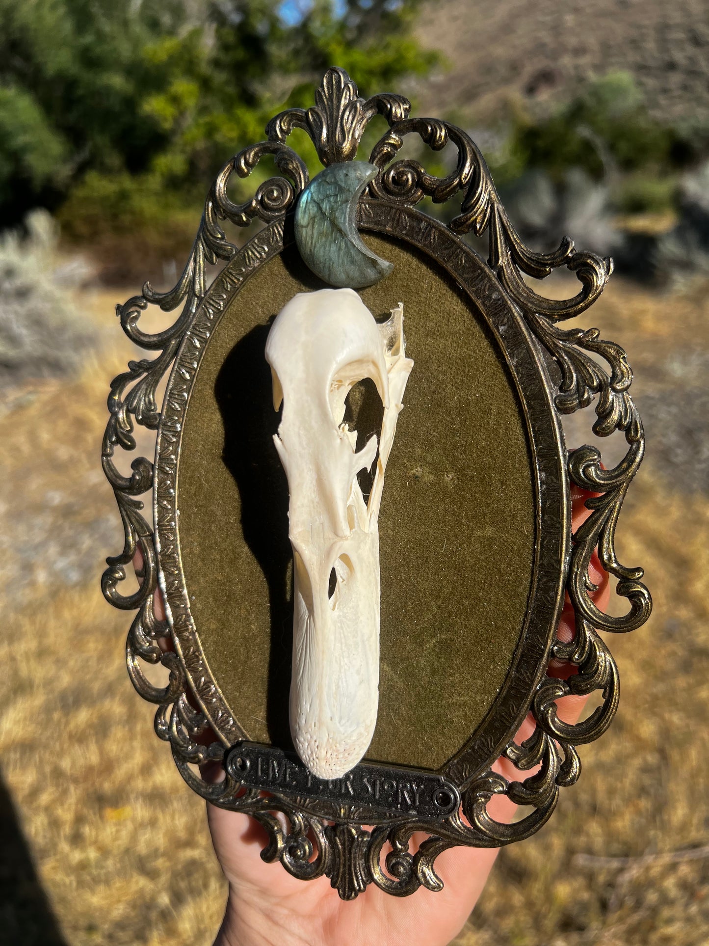 Echos in Stillness - Vintage Framed Taxidermy Oddities Skull Artwork