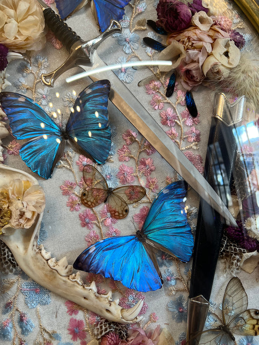 Anastasia Morpho Butterfly Oddities Floral Victorian Feminine Style Antique Vintage Framed Artwork