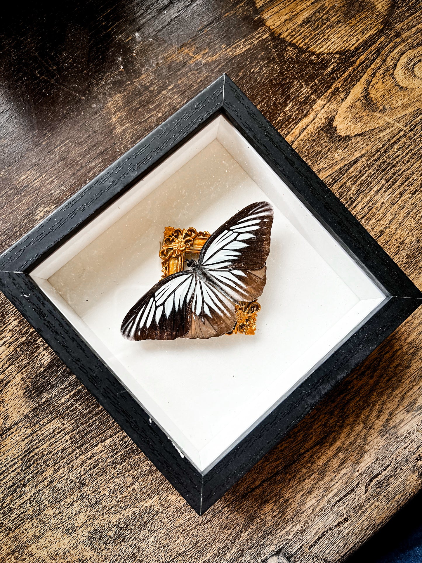 Framed Butterfly Entomology Insect Artwork #4