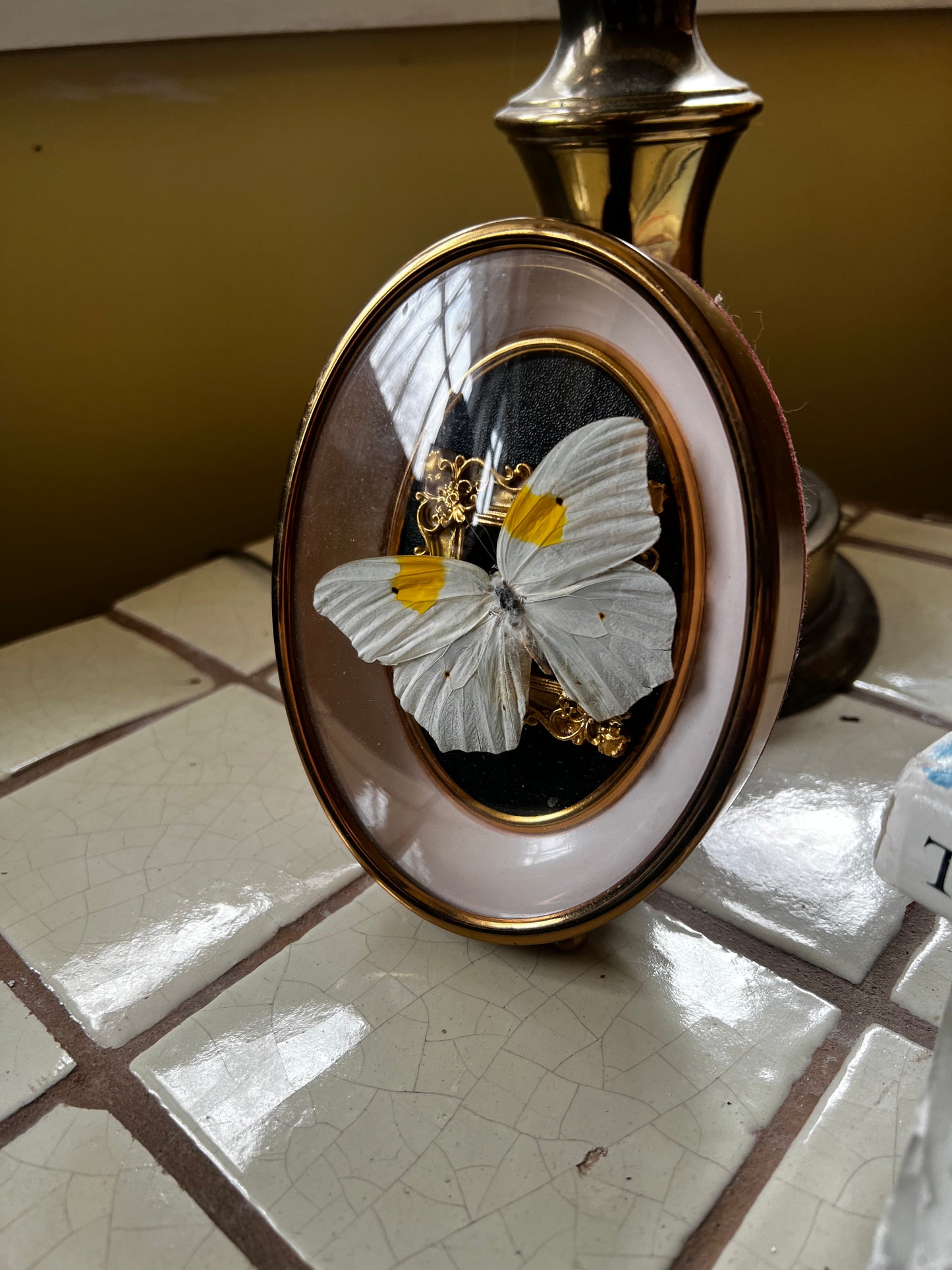 Small Framed Butterfly in Vintage Bubble Glass Frame