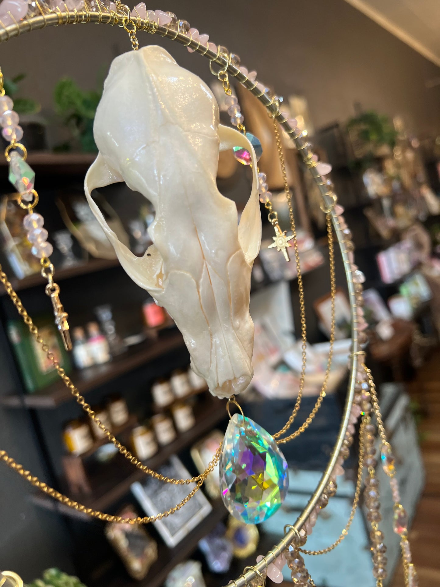 Elaris Iridescent Coyote Skull Celestial Mixed Media Taxidermy Oddities Suncatcher