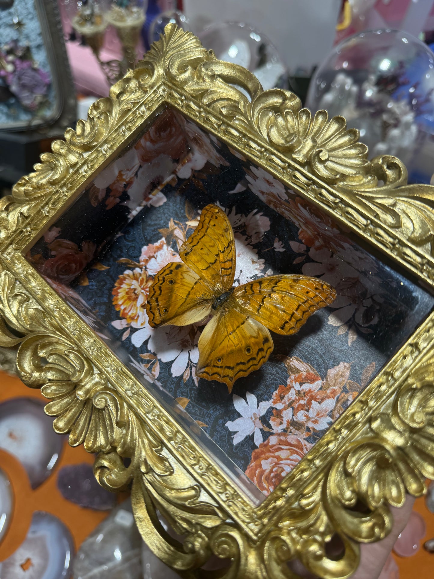 Connie Butterfly Floral Print Oddities Entomology Ornate Framed Shadowbox Artwork
