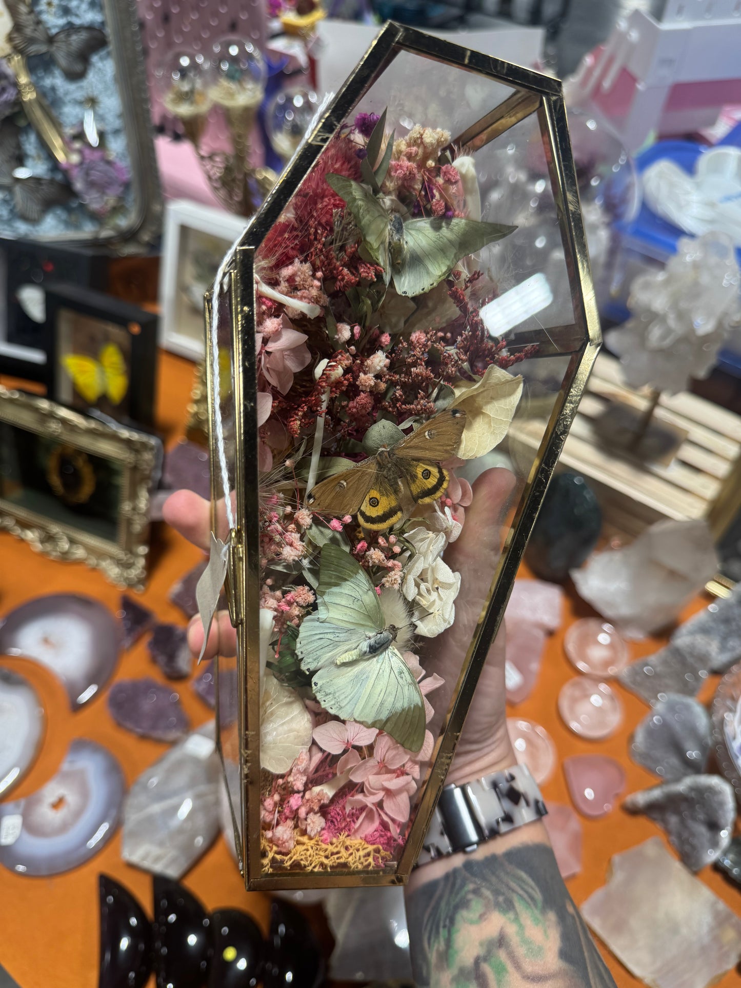 Fanny Butterfly Moth Floral Insectart Entimology Oddities Coffin Terrarium Artwork