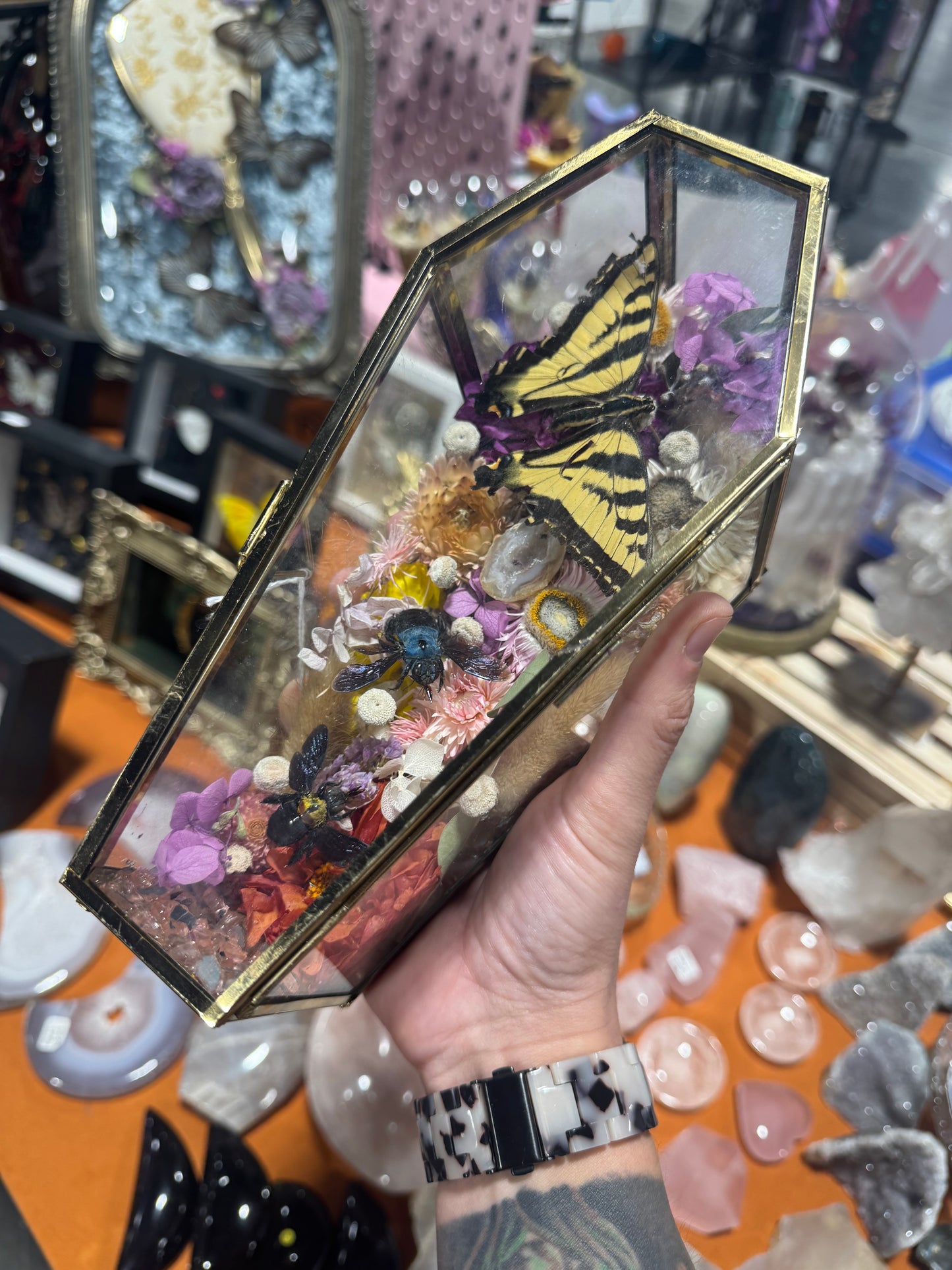Lanella Butterfly Bee Insect Oddities Entomology Floral Crystal Coffin Terrarium Artwork