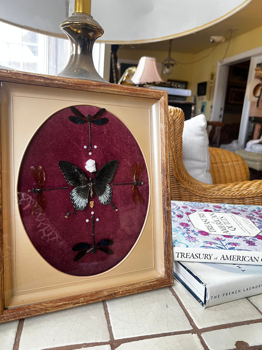 Dragonfly Butterfly Upcycled Vintage Framed Entomology Insect Artwork