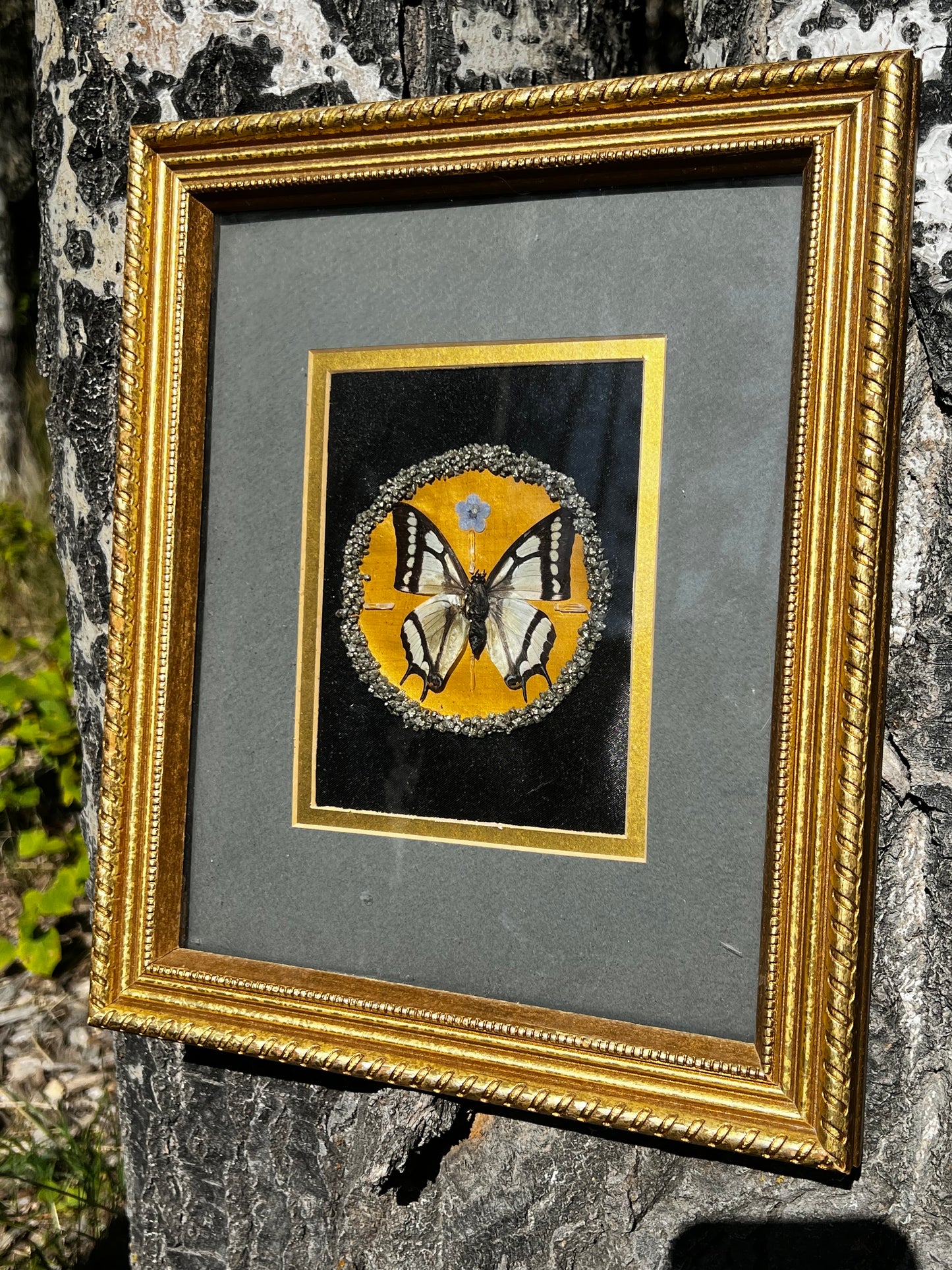 Vintage Framed Butterfly Entomology Art