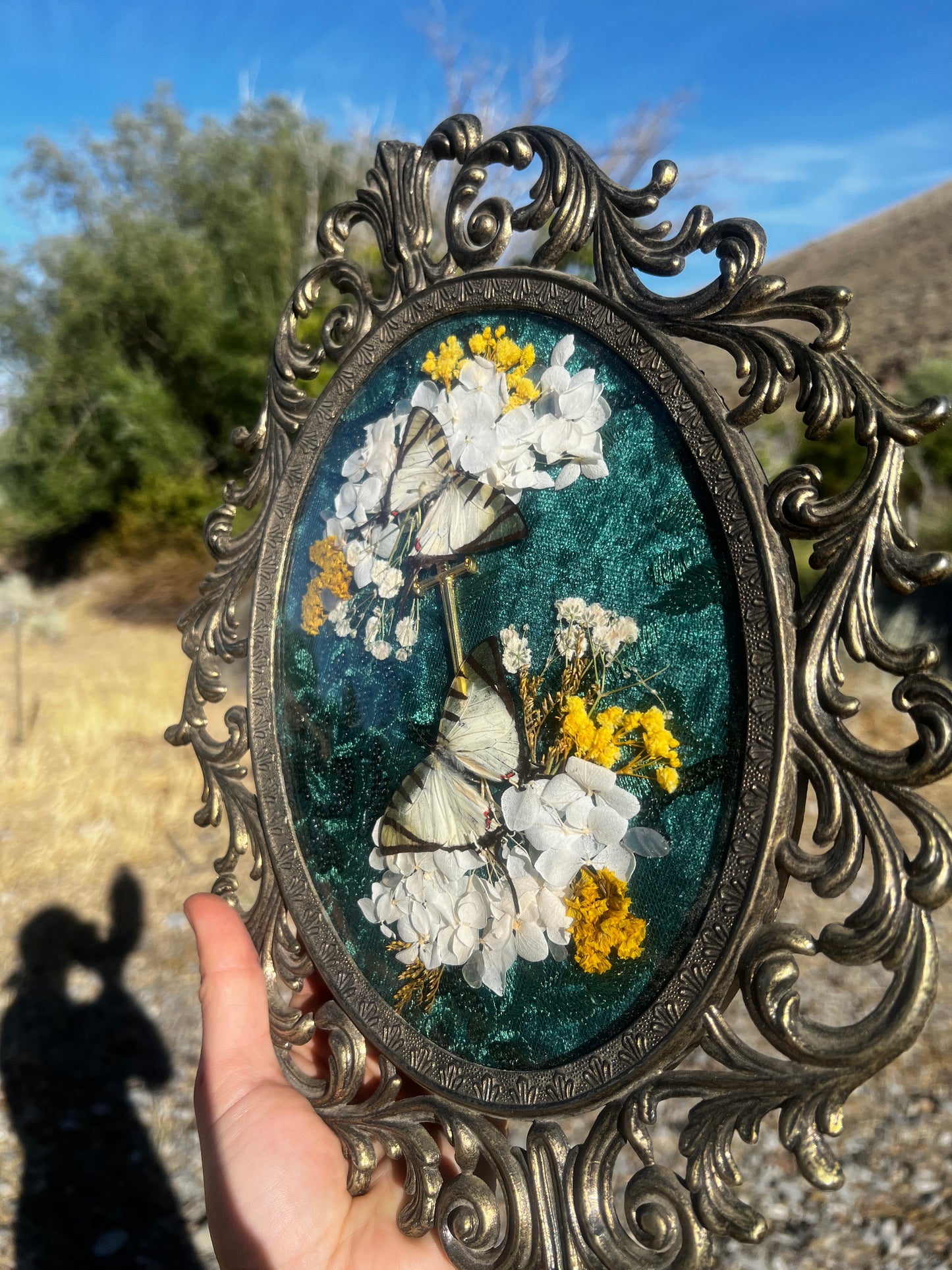 “Wings of Midsummer” Butterfly Insect Vintage Entomology Taxidermy Framed Oddities Artwork