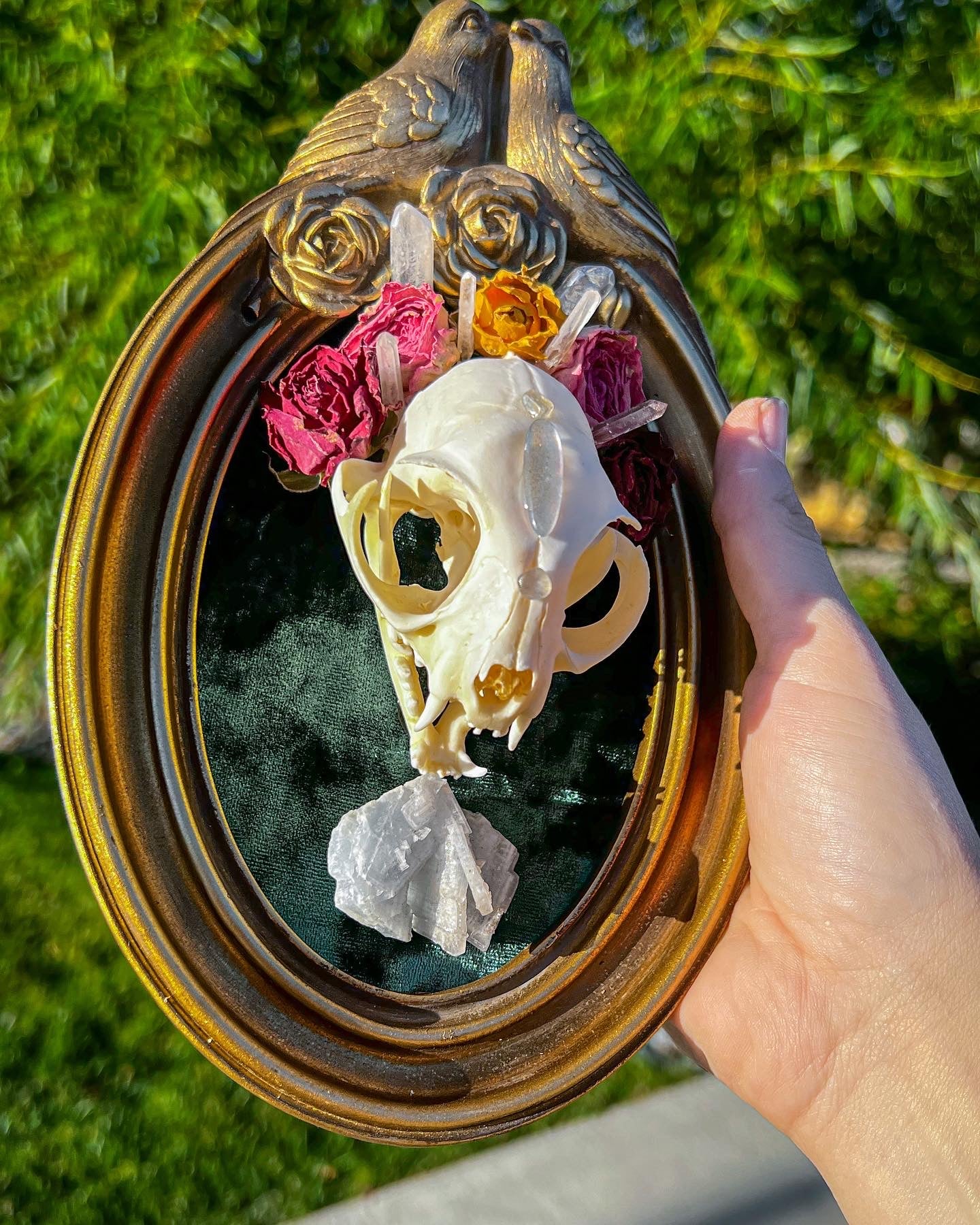 Framed Cat Skull Taxidermy Art