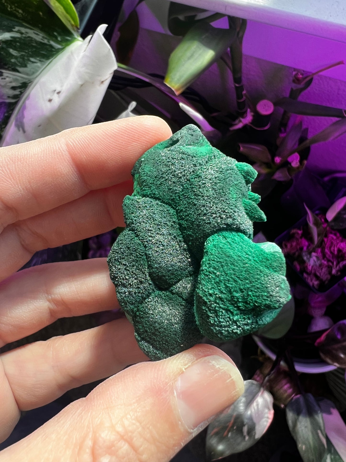 Botryoidal Velvet Fibrous Malachite #D