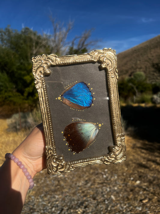 “Below the Light” Morpho Butterfly Wing Entomology Vintage Metallic Framed Oddities Taxidermy Artwork