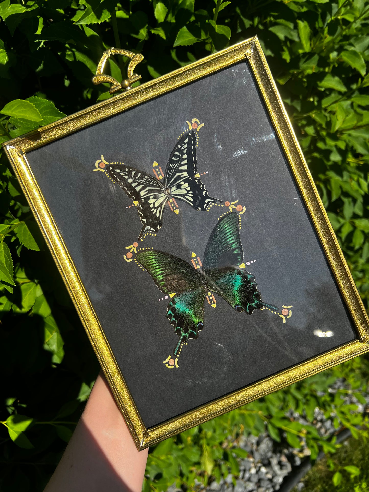 “Yana” Antique framed butterfly wings entomology art