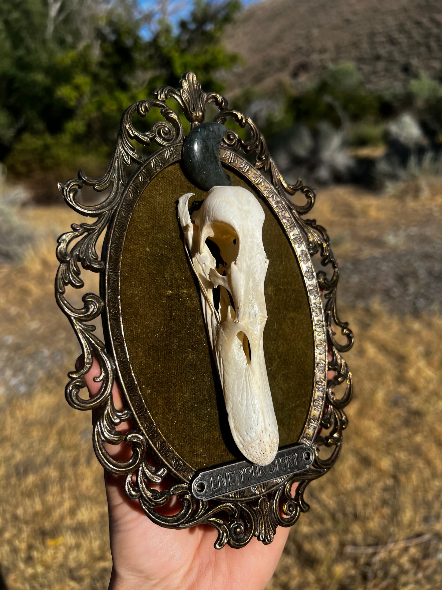 Echos in Stillness - Vintage Framed Taxidermy Oddities Skull Artwork