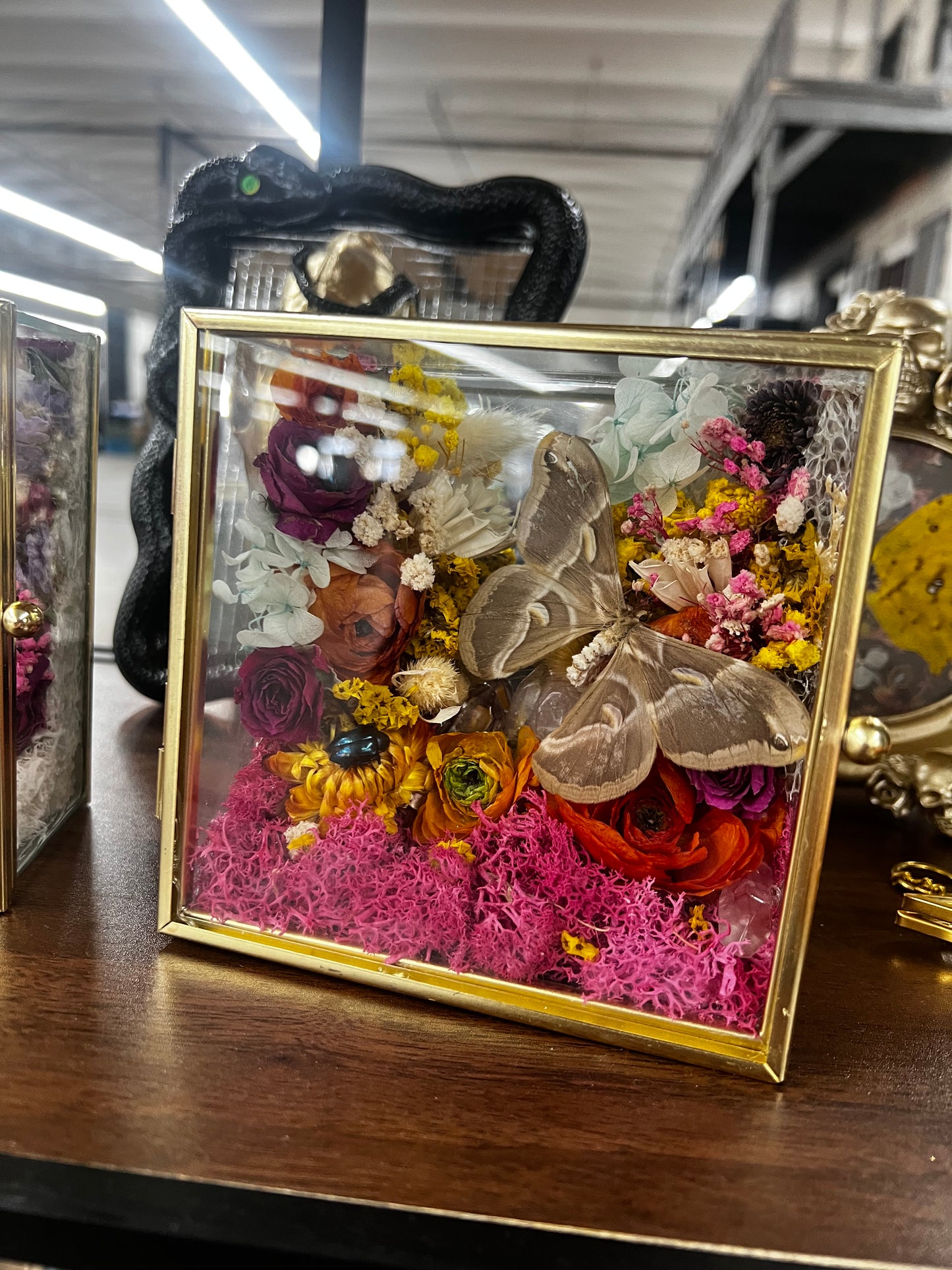 “Flo” Butterfly Moth Beetle Insect Floral Botanical Taxidermy Oddities Shadowbox Artwork