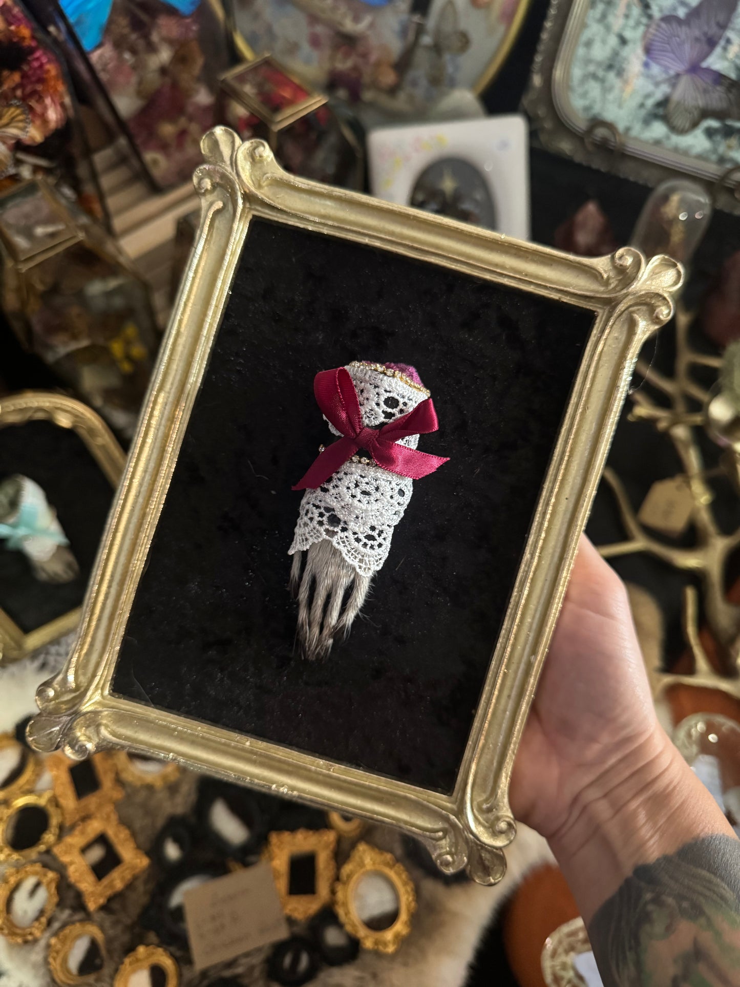 Darling Little Things Framed Raccoon Paw Oddities Taxidermy Whimsy Goth Artwork