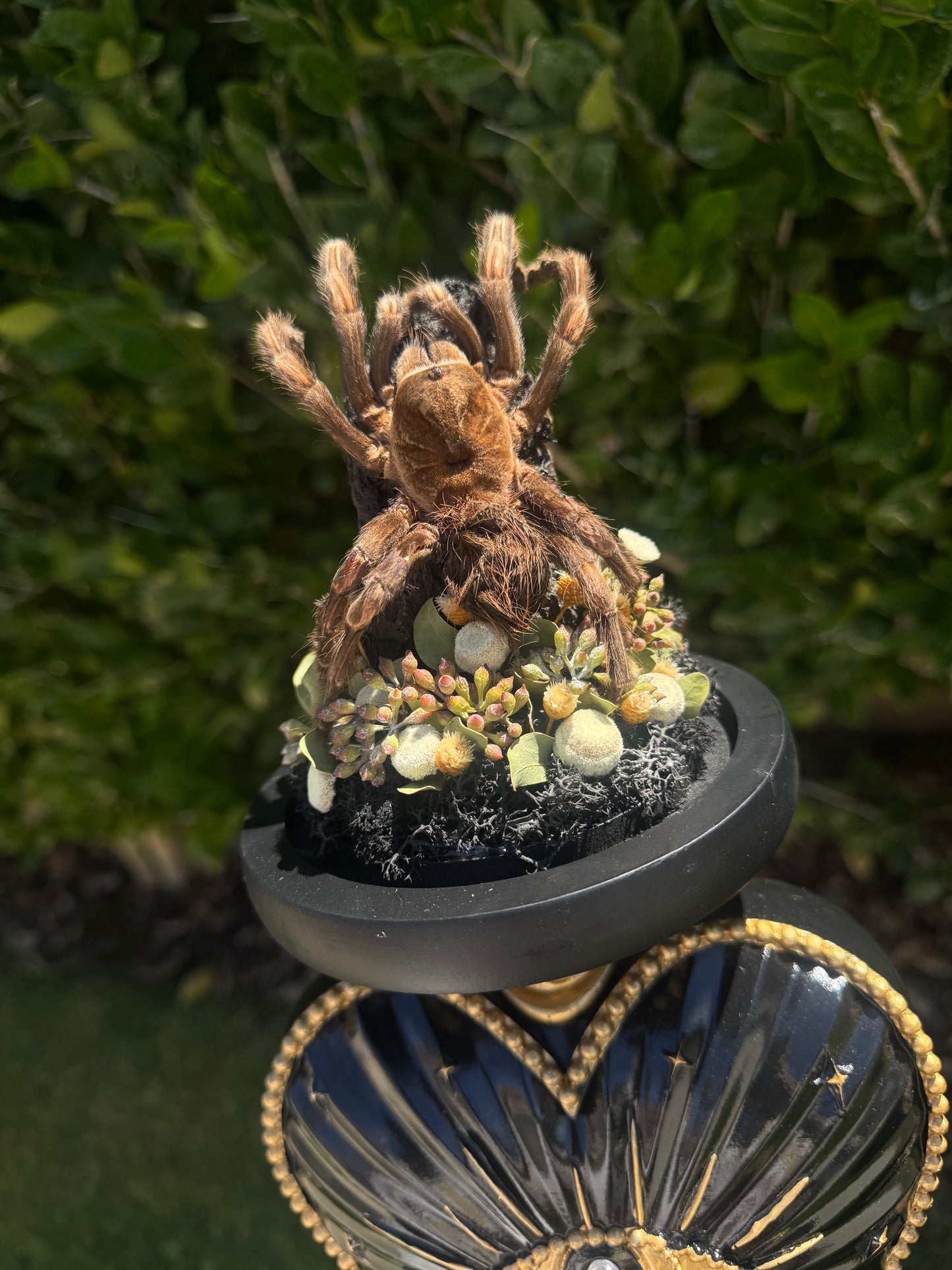Ramona Tarantual Spider Ethereal Dark Academia Gothic Glass Dome Artwork