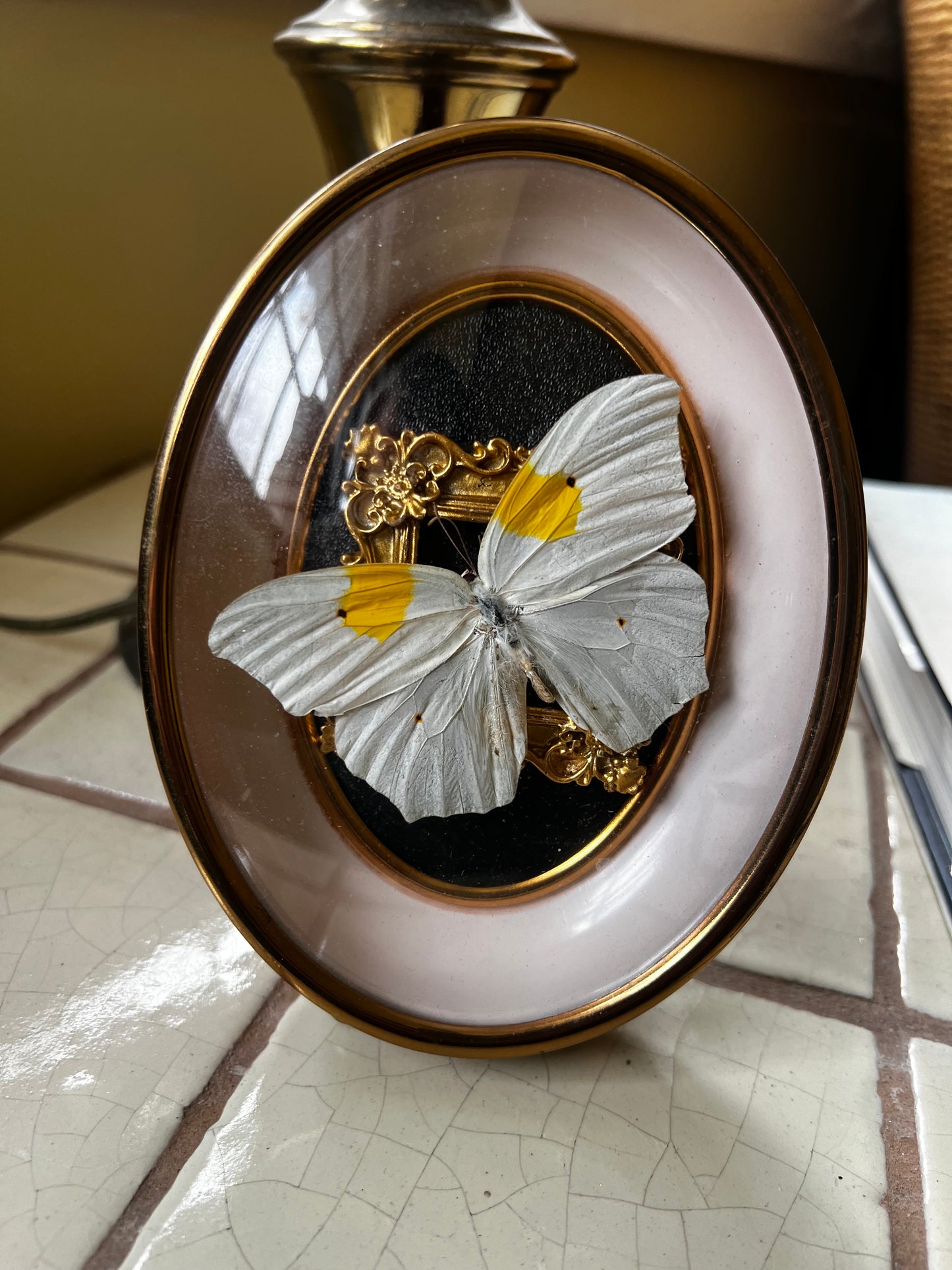 Small Framed Butterfly in Vintage Bubble Glass Frame