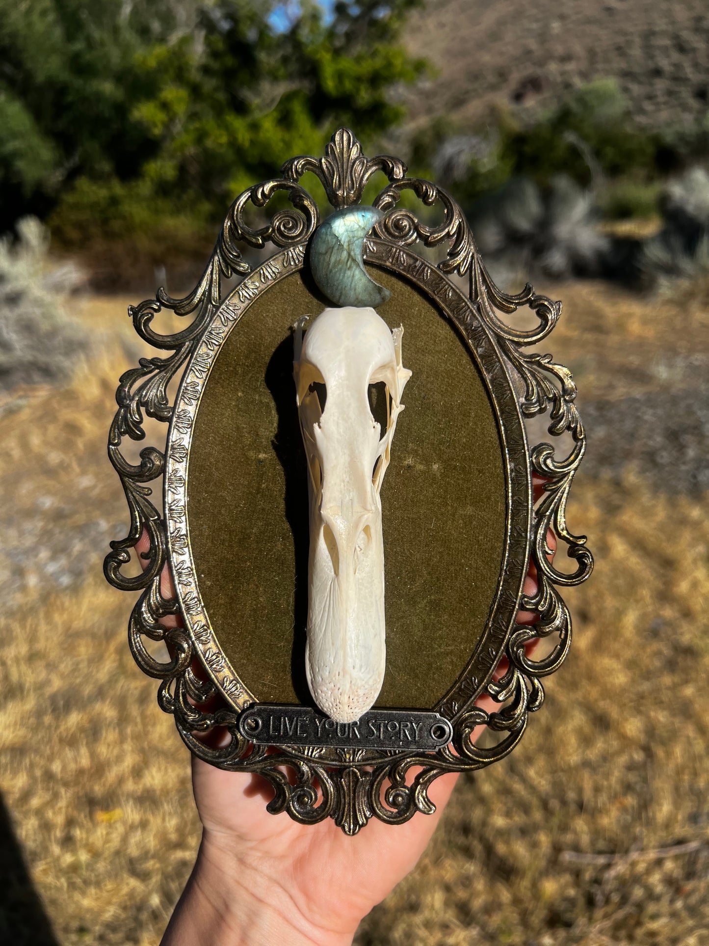 Echos in Stillness - Vintage Framed Taxidermy Oddities Skull Artwork