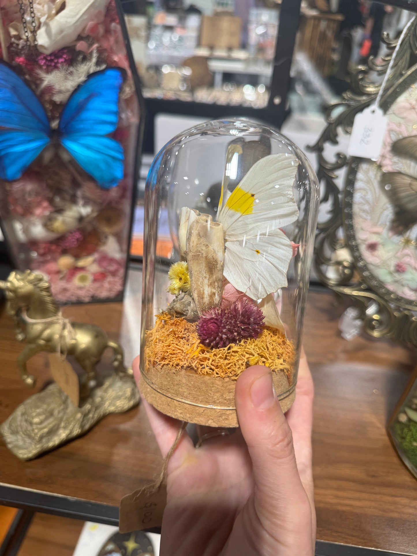 Tooth Fairy Cow Tooth Butterfly Wing Floral Oddities Glass Dome