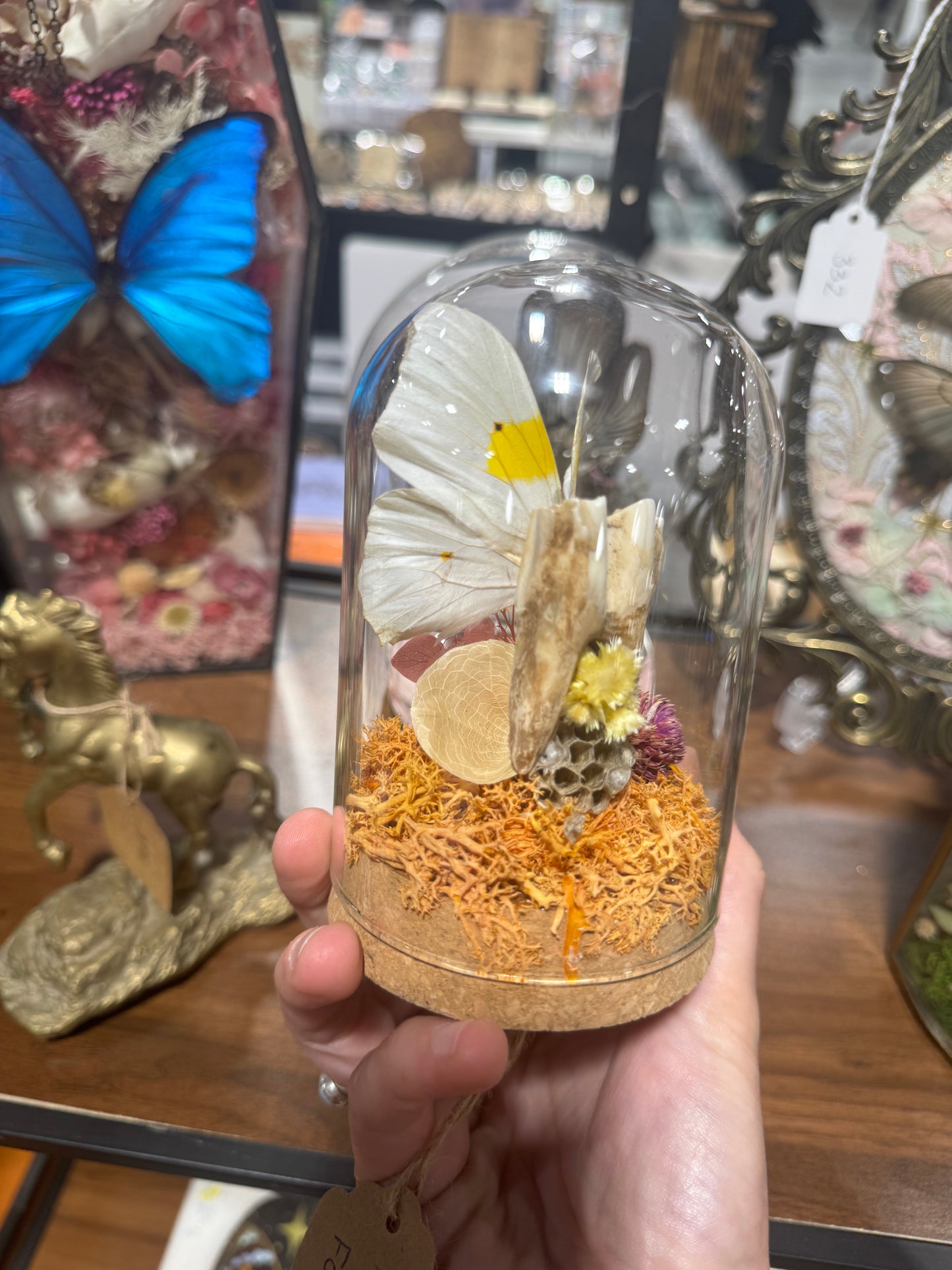 Tooth Fairy Cow Tooth Butterfly Wing Floral Oddities Glass Dome