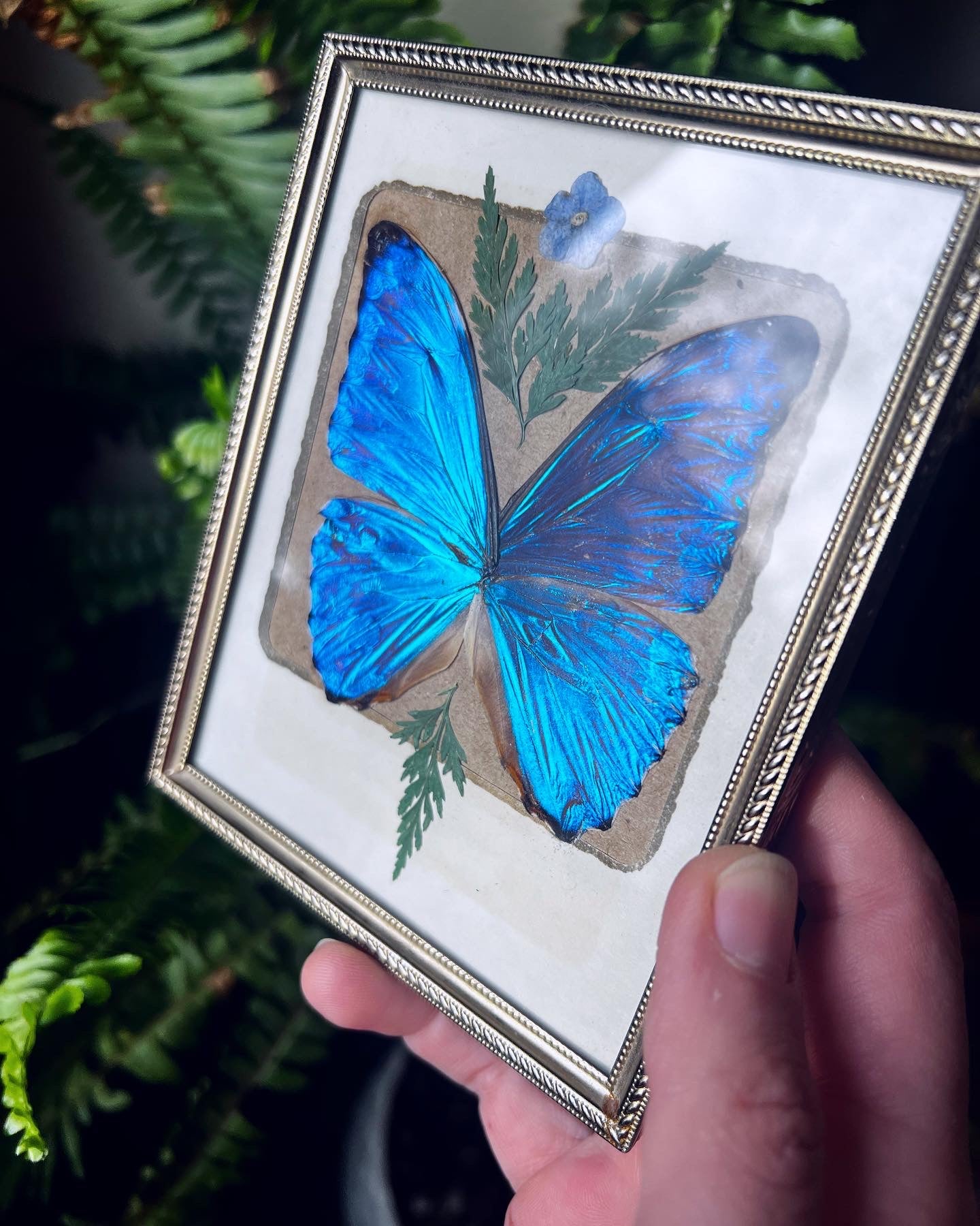 Framed Blue Morpho Aurora