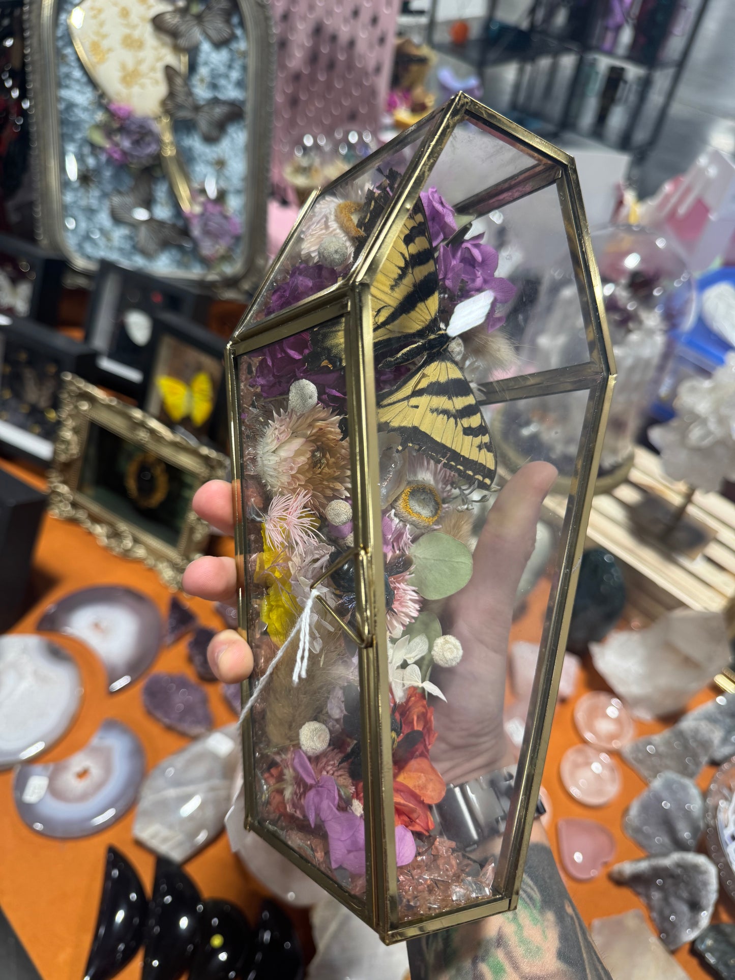 Lanella Butterfly Bee Insect Oddities Entomology Floral Crystal Coffin Terrarium Artwork
