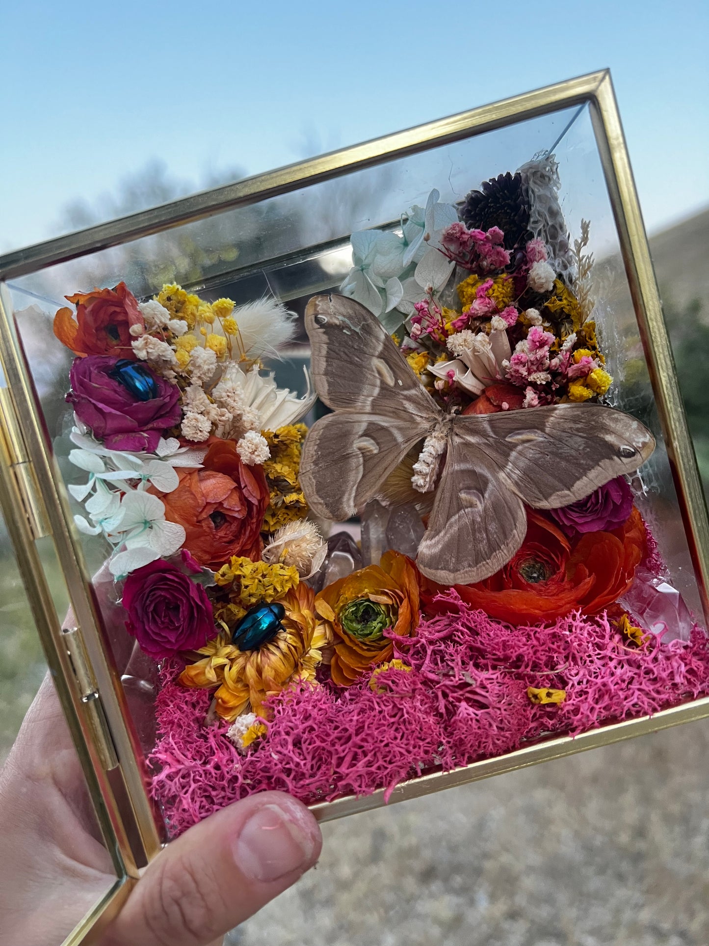 “Flo” Butterfly Moth Beetle Insect Floral Botanical Taxidermy Oddities Shadowbox Artwork