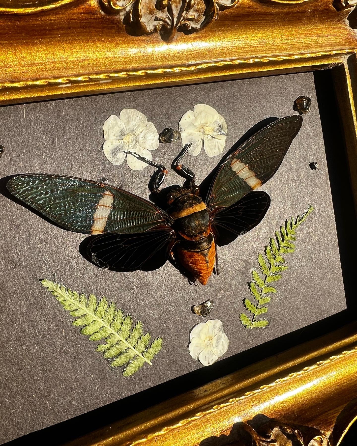 Framed Tosena Albata Cicada