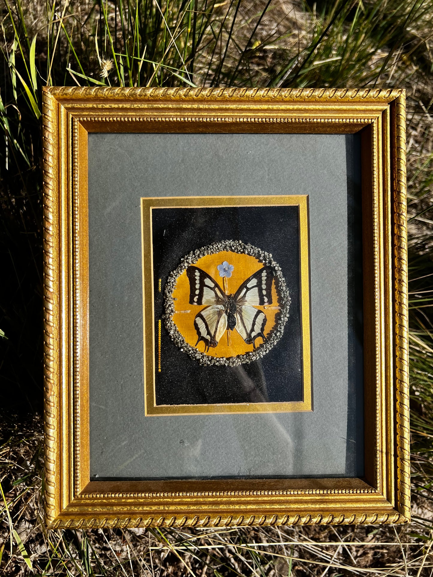 Vintage Framed Butterfly Entomology Art