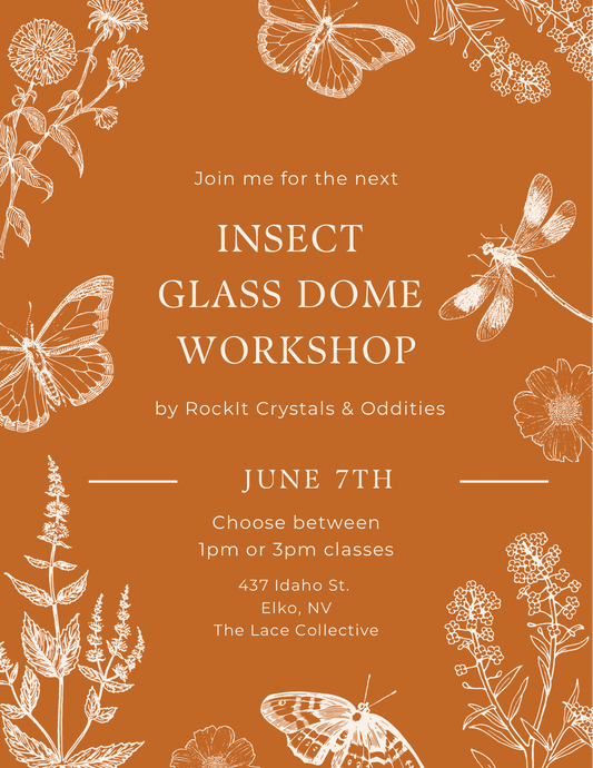 Insect Glass Dome Workshop