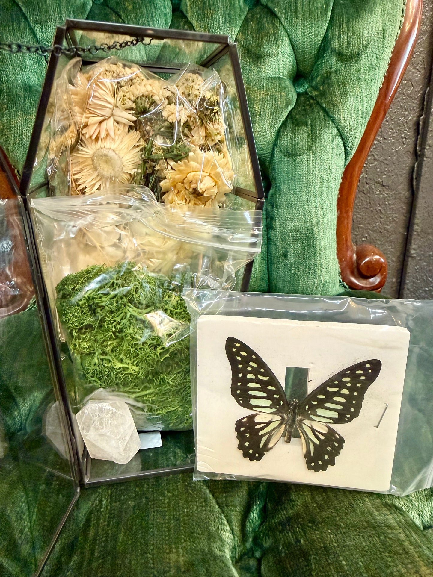 DIY Oddities Coffin Terrarium Kit Butterfly & Botanical Oddities Kit - PREORDER